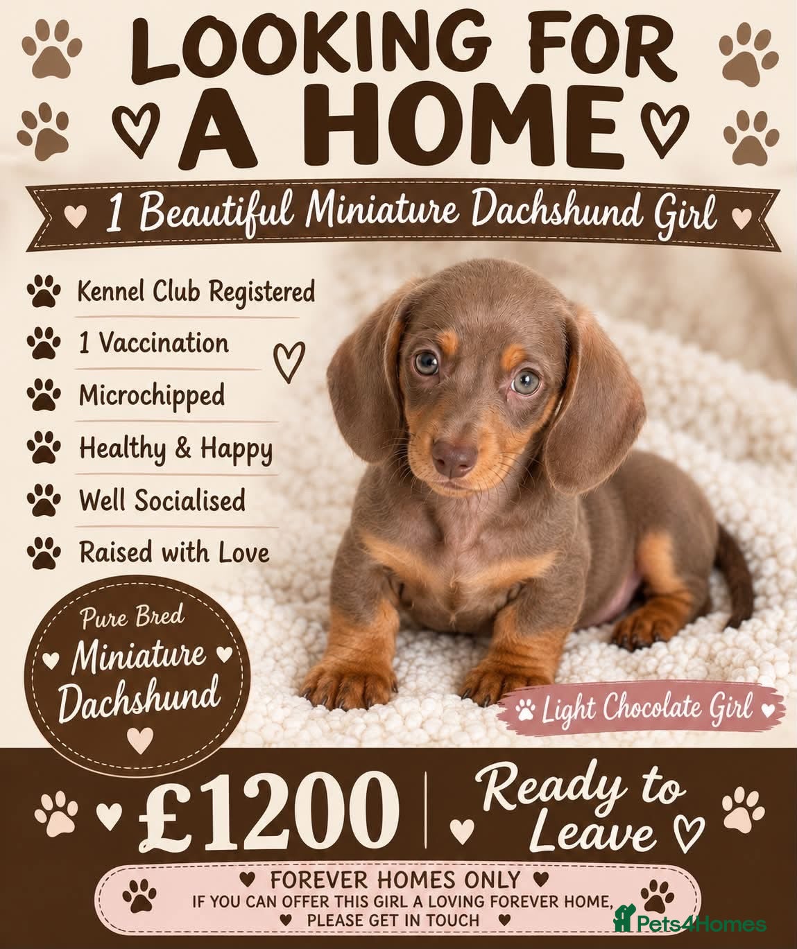Miniature Dachshund dogs Miniature Dachshund puppies - Advert 4