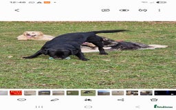 Mixed Breed dogs for sale: Malamute x black Labrador - Image 6