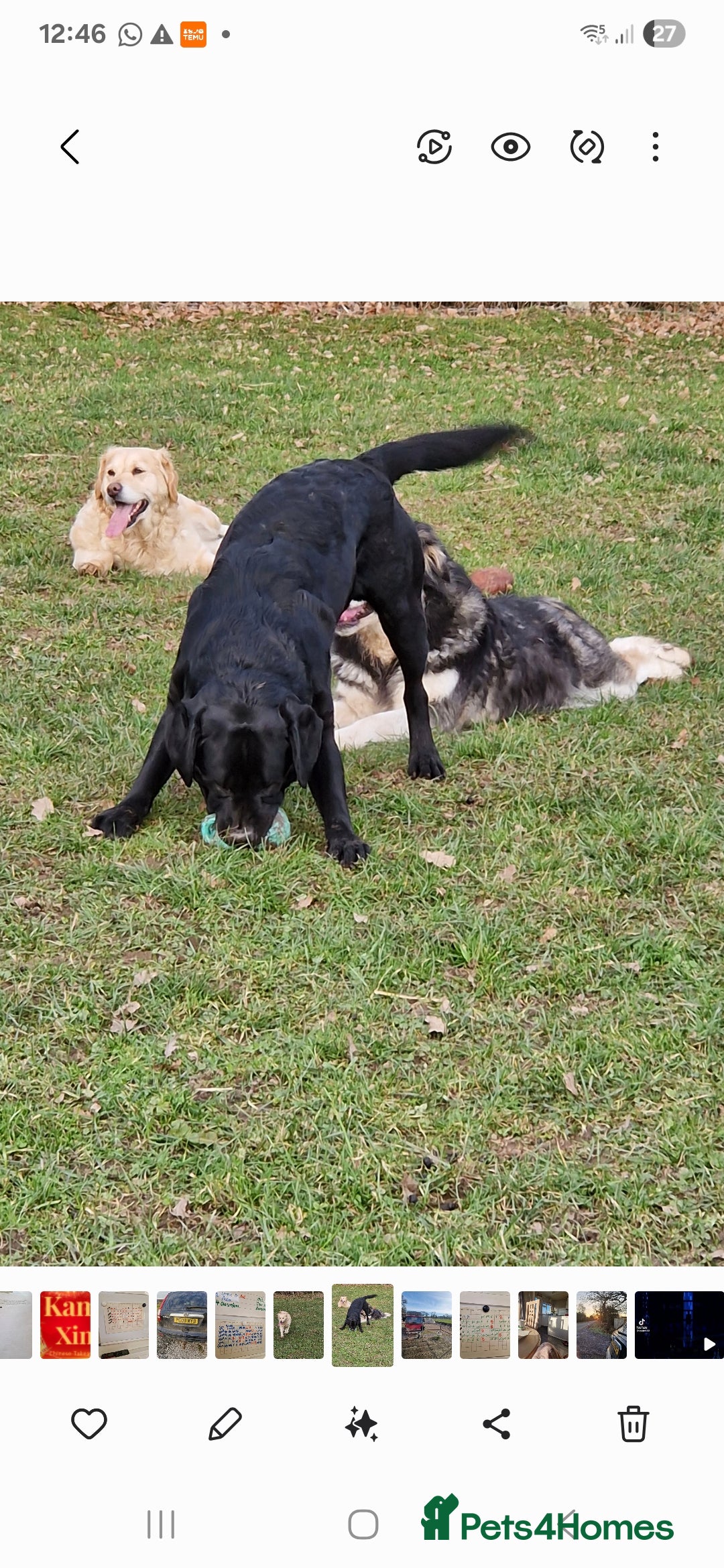Mixed Breed dogs for sale: Malamute x black Labrador - Image 6