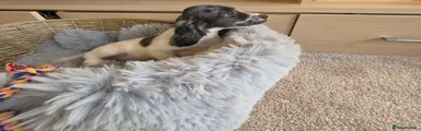 Slate grey and white Roan Female