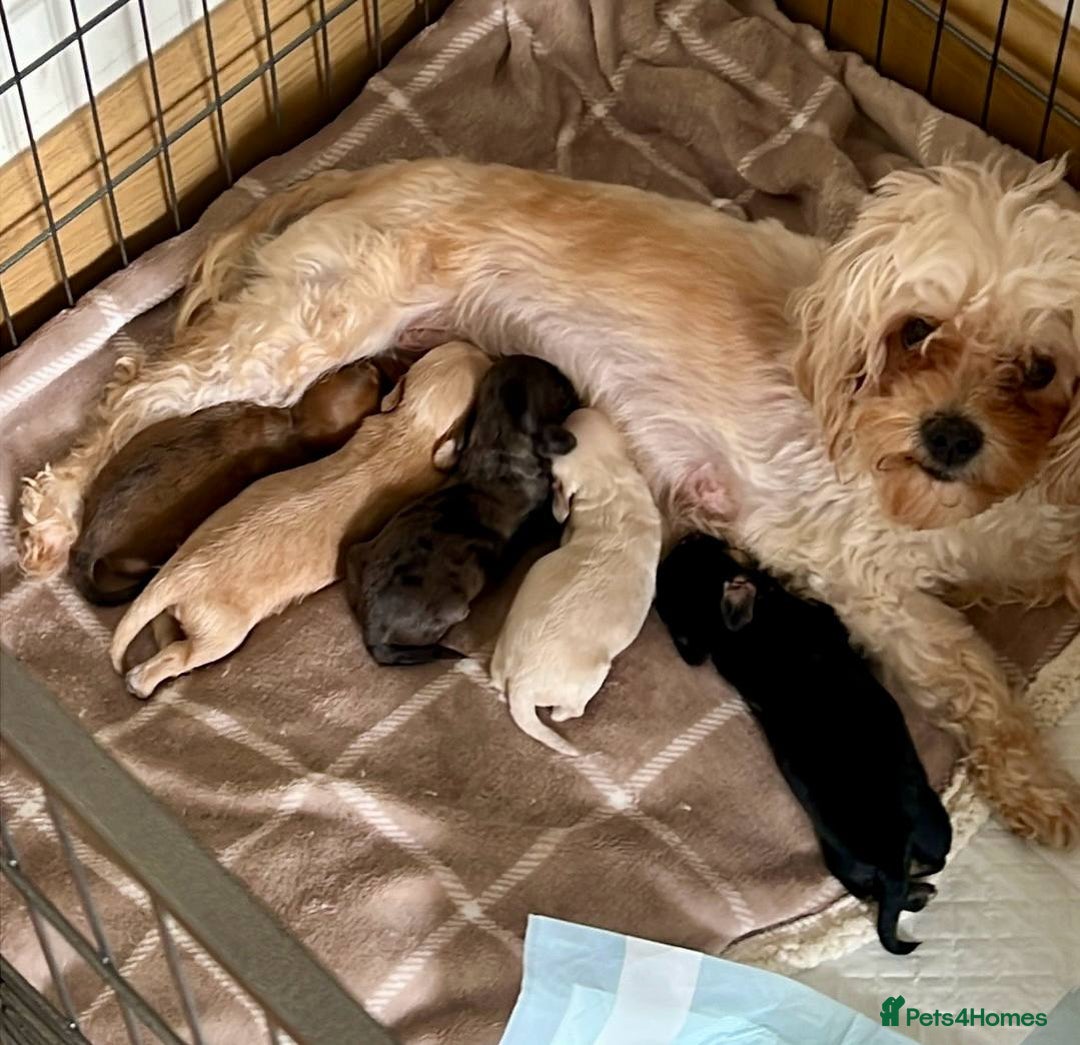 Mixed Breed dogs for sale: *Ready Now* Maltipoo X Cockapoo Puppies  - Image 8