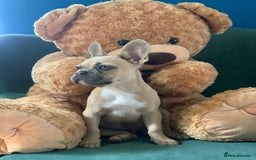 French Bulldog dogs for sale: Family Raised French Bulldog Girls - Image 5