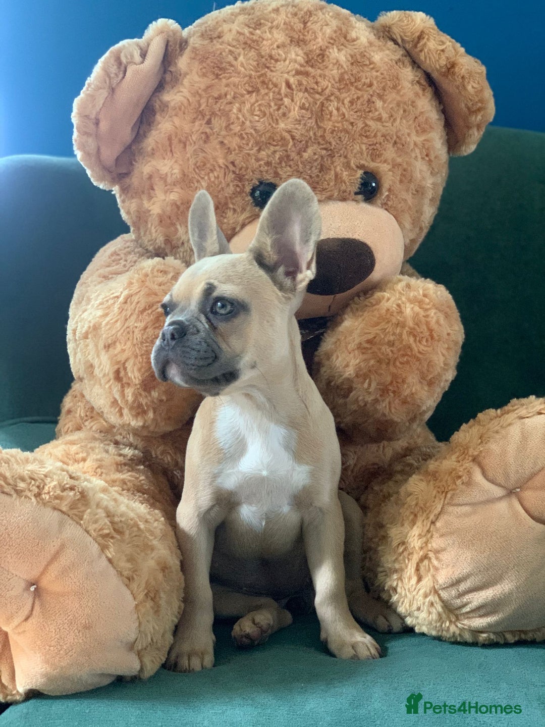 French Bulldog dogs for sale: Family Raised French Bulldog Girls - Image 5