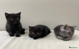 Persian cats for sale: Chinchilla Persian Kittens  - Image 6
