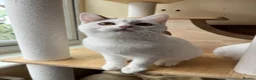 Munchkin cats for sale: Beautiful long legs Munchkin×BSH kittens  - Advert 32