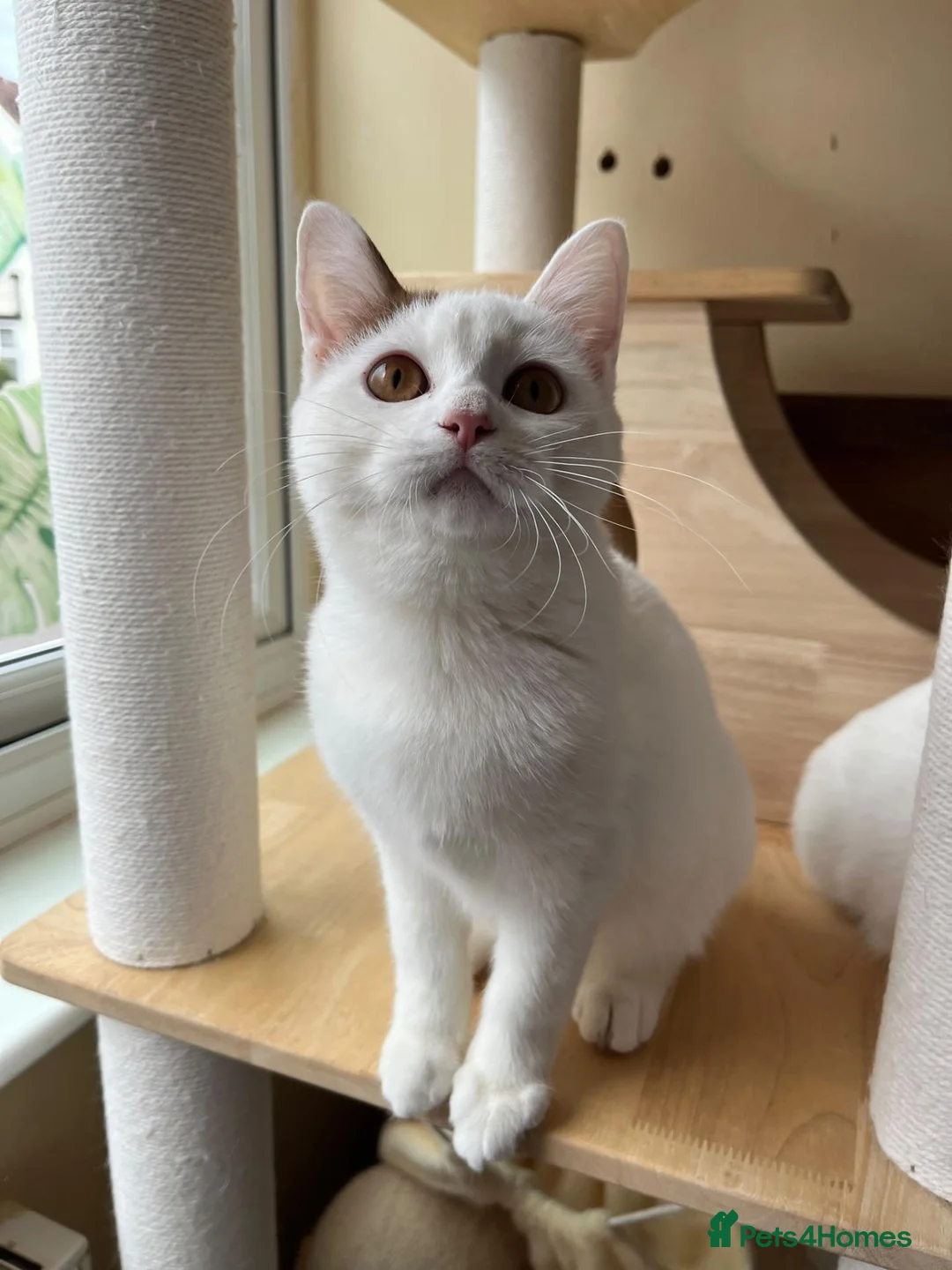 Munchkin cats for sale: Beautiful long legs Munchkin×BSH kittens  - Advert 32
