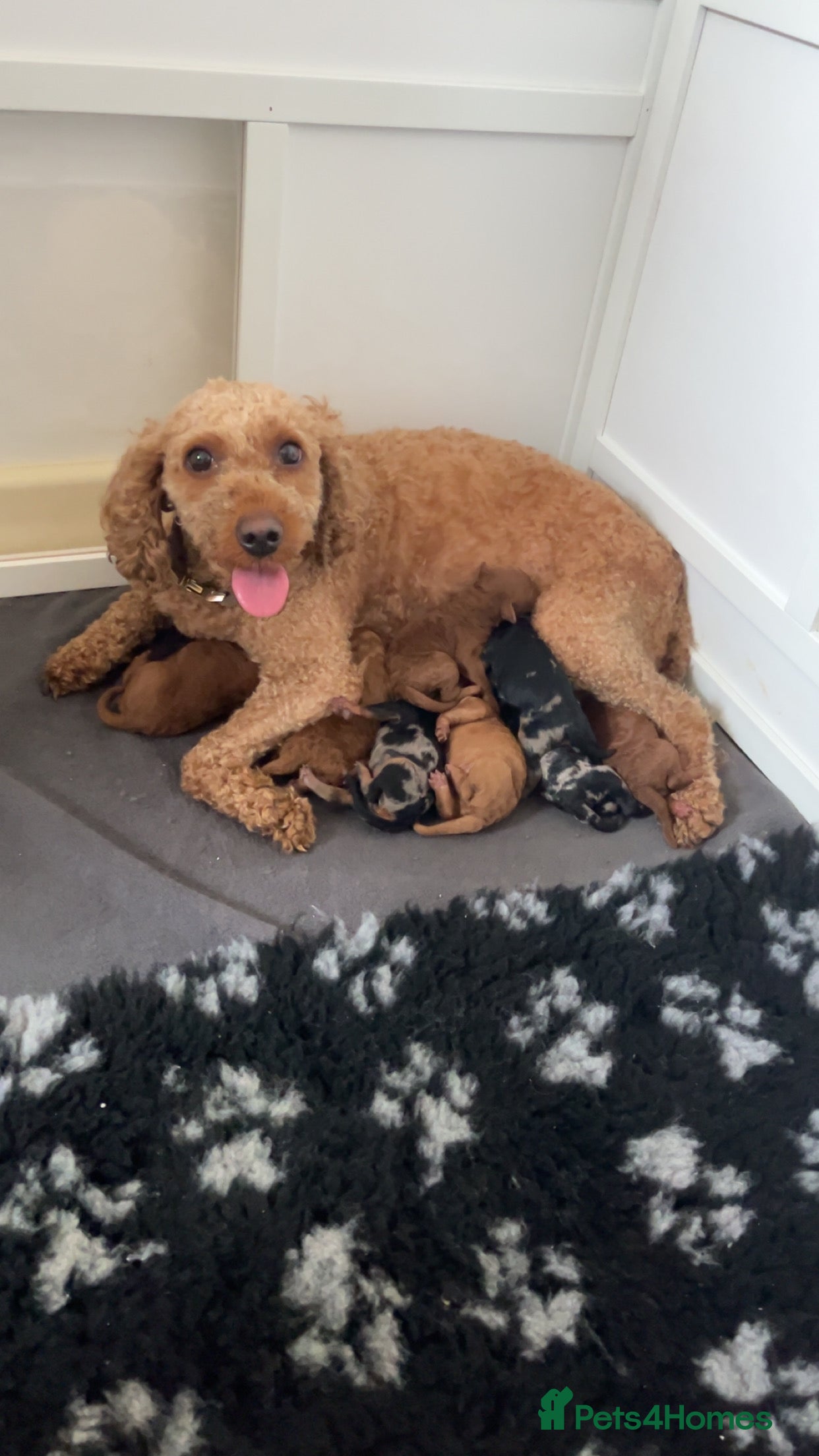 Cavapoo dogs Cavapoo F1BB puppies *READY TO LEAVE*  - Advert 2
