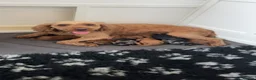 Cavapoo dogs for sale: Cavapoo F1BB puppies  in Grimsby - Advert 38