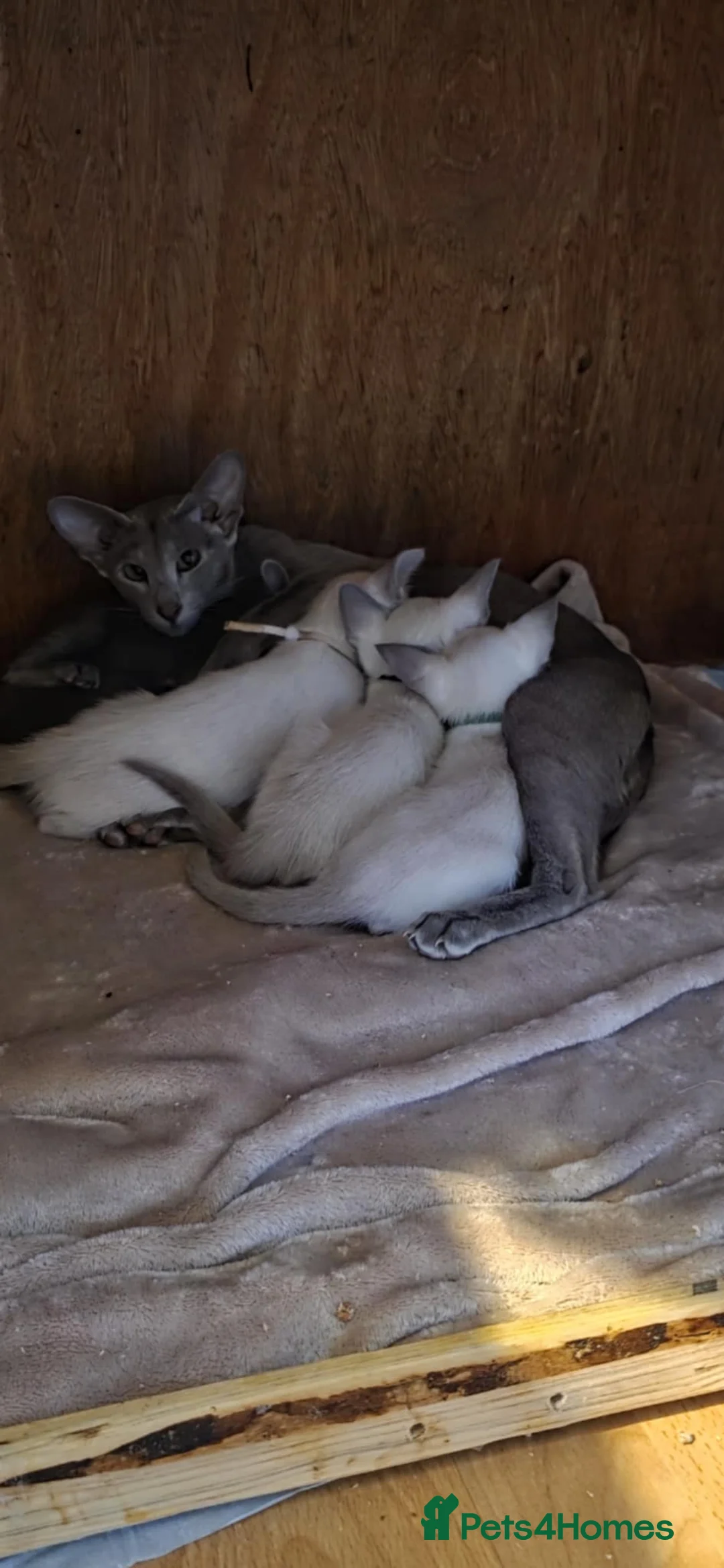 Oriental cats for sale: Stunning GCCF Oriental  and Lilac Siamese Kittens  - Advert 2