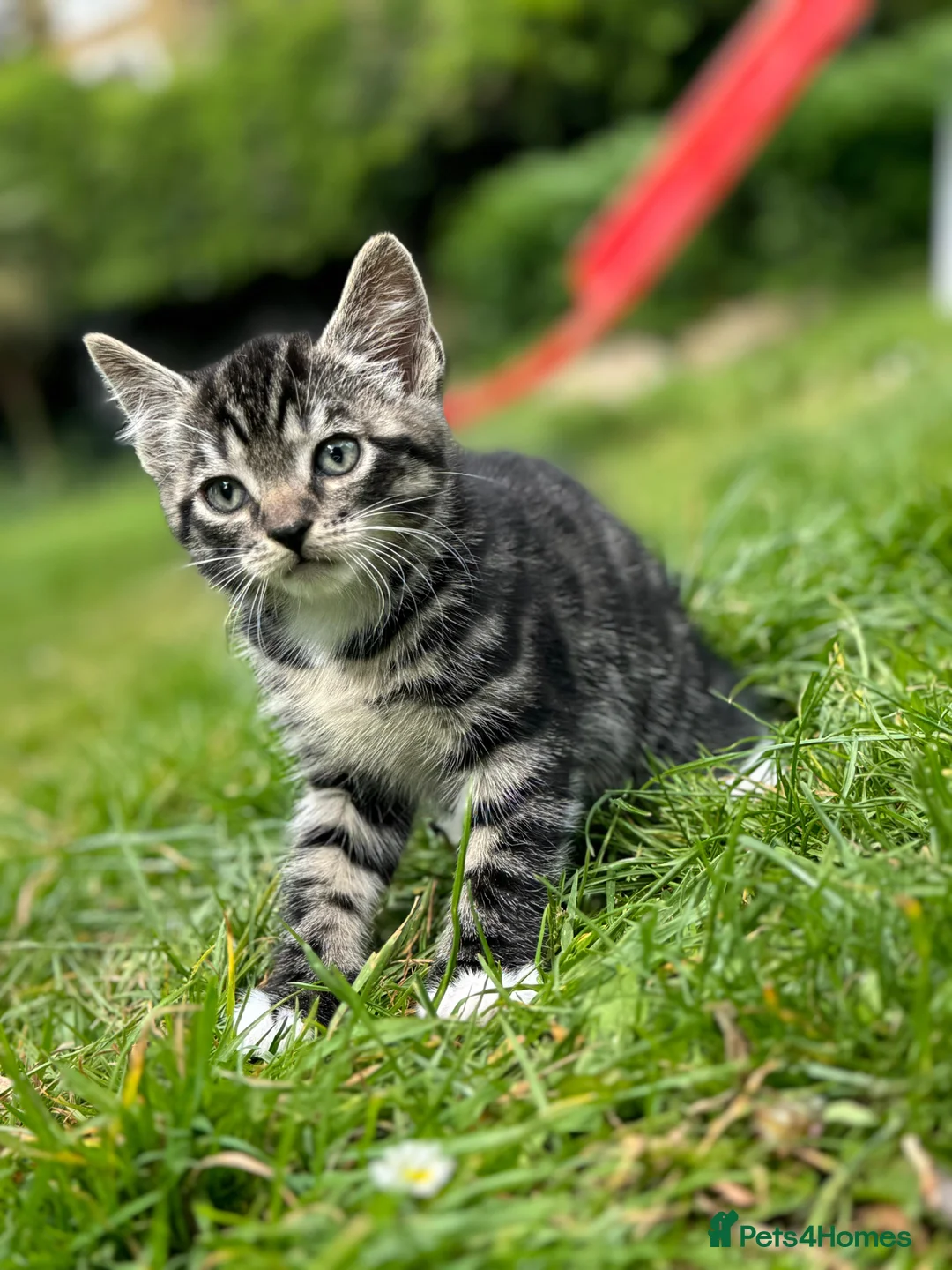 Mixed Breed cats for sale: Kitten  in London - Advert 2