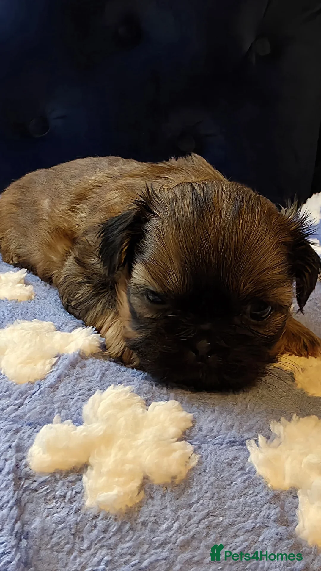 Shih Tzu dogs for sale: Stunning Tri-Colour Shih Tzu Puppy for Sale in Chester - Advert 1