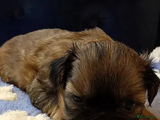 Shih Tzu dogs Stunning Tri-Colour Shih Tzu Puppy for Sale in Chester - Advert 1