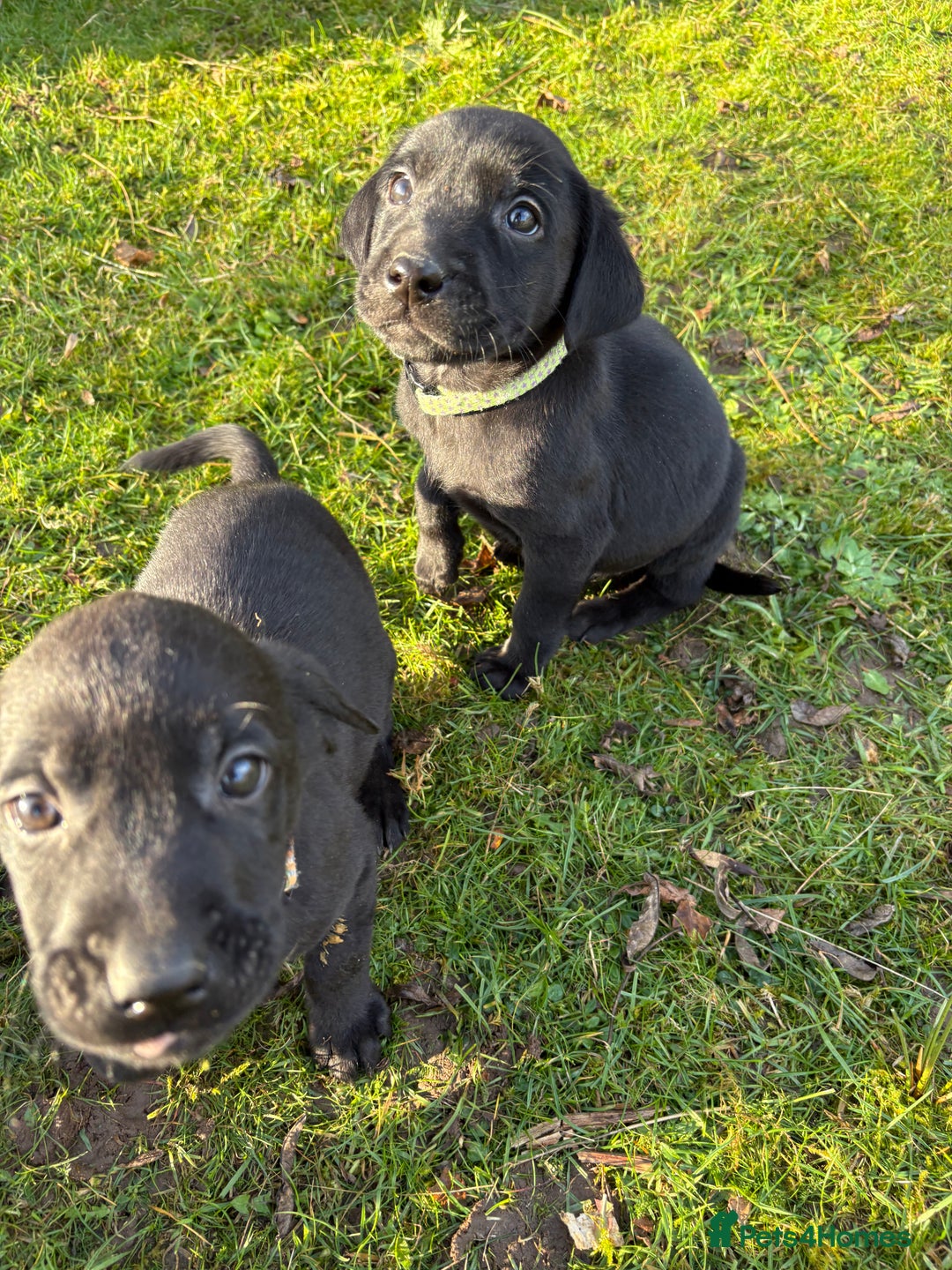 Labrador Retriever dogs for sale: Ready to leave now 3 gorgeous males pups left  - Advert 27