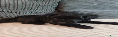 Mixed Breed 5