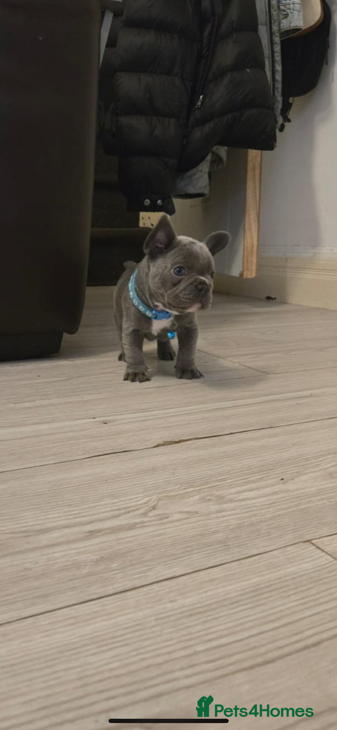 French Bulldog dogs for sale: French bulldog puppies - Image 9