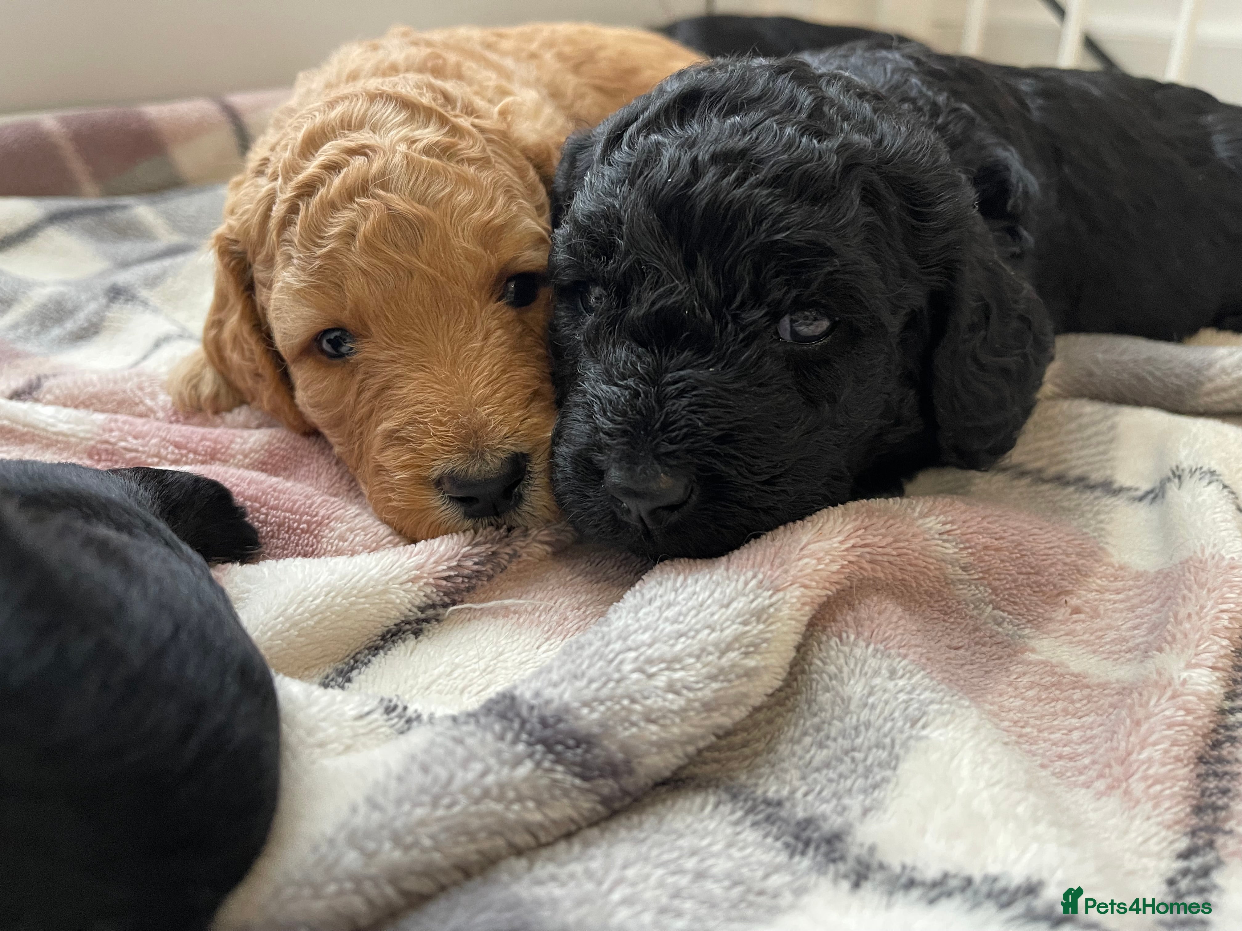Labradoodle dogs ⭐️Miniature Multigen Labradoodle Puppies⭐️ - Advert 1