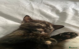 Domestic Shorthair cats for sale: Beautiful kittens are looking for forever homes! - Image 8