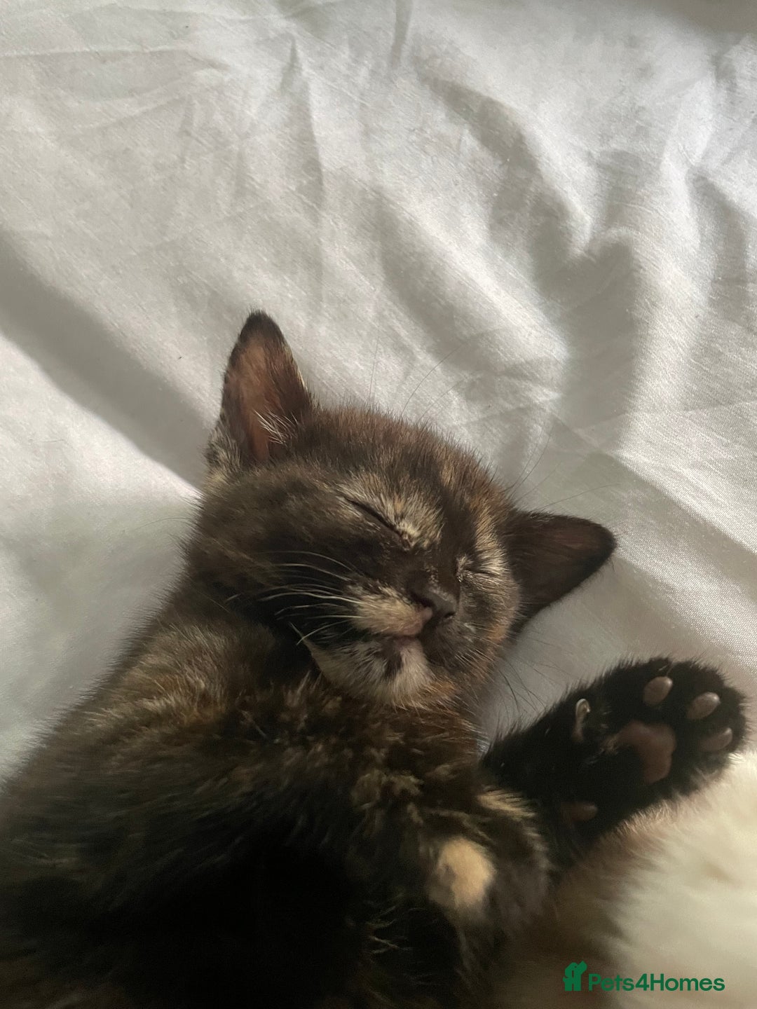 Domestic Shorthair cats for sale: Beautiful kittens are looking for forever homes! - Image 8
