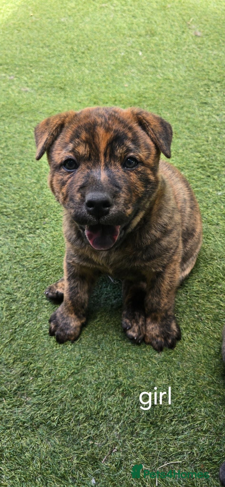 Mixed Breed dogs Chaffy babies - Advert 2