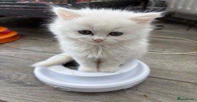 Persian cats - Advert 8