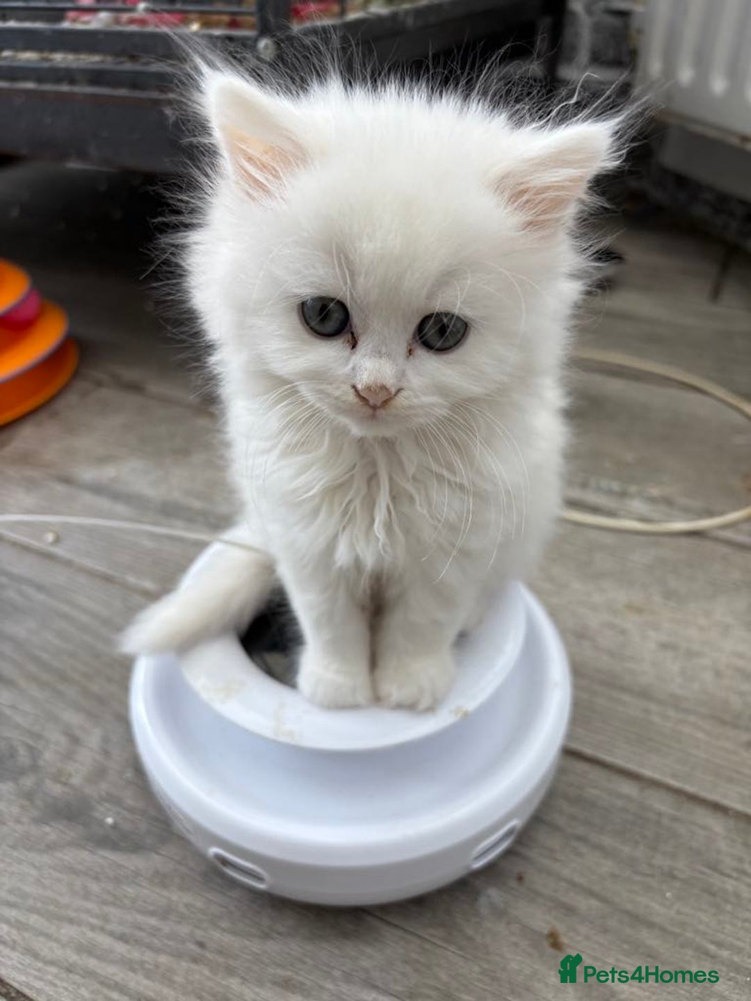 Persian cats for sale: Outstanding litter of Persian x kittens,  - Image 2
