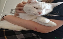 Turkish Angora cats for sale: Gorgeous white cat  - Image 7