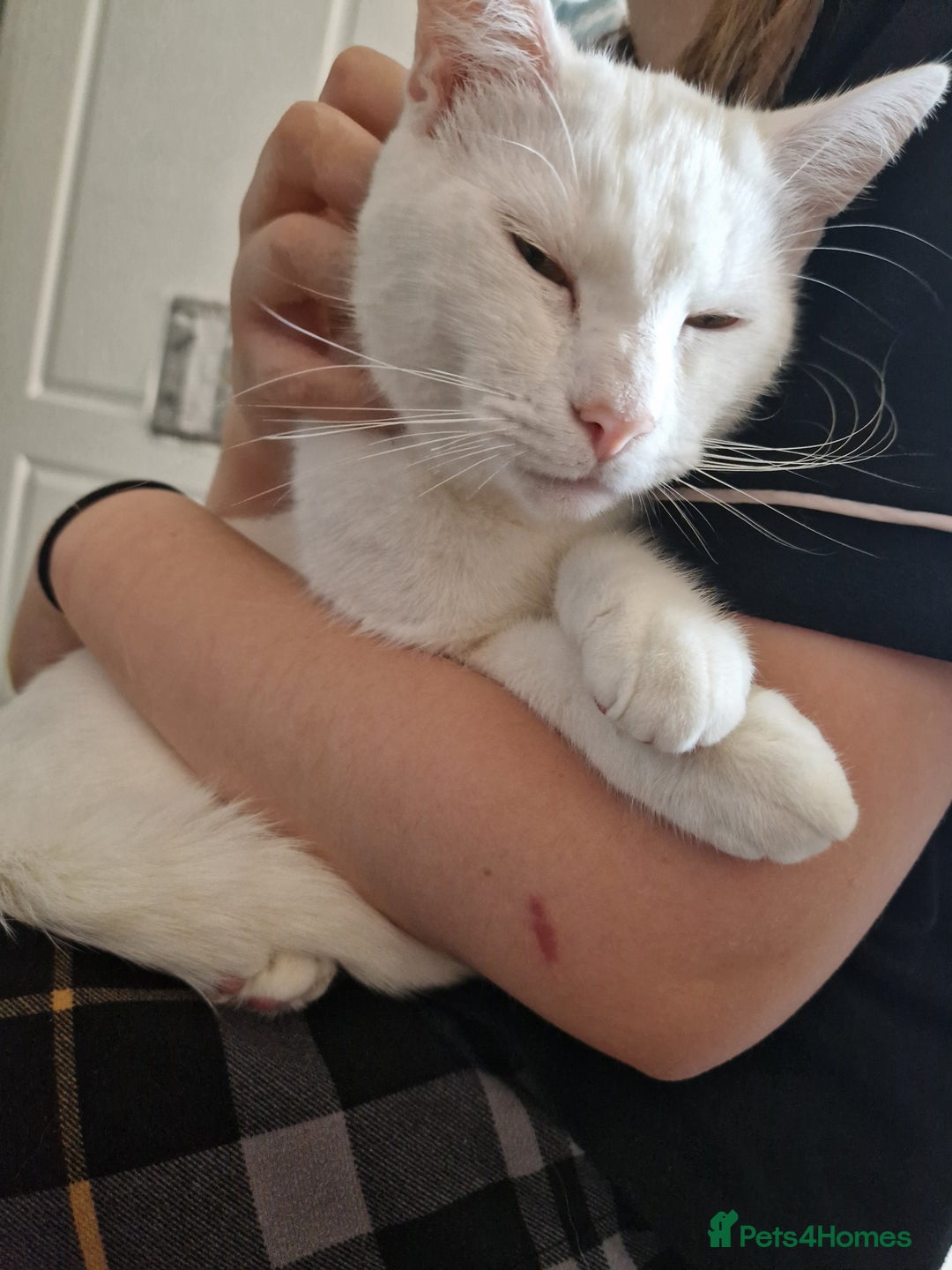 Turkish Angora cats for sale: Gorgeous white cat  - Image 7