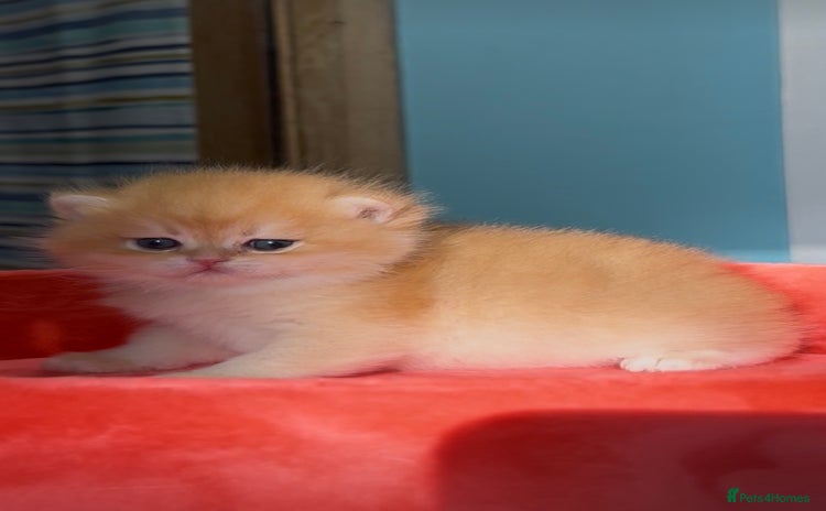 British Shorthair cats - Advert 13