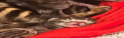 Bengal cats for sale: Beautiful Bengal Kittens – Ready for Loving Homes in Milton Keynes - Advert 9