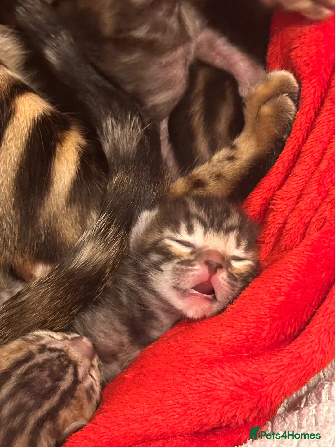 Bengal cats for sale: Beautiful Bengal Kittens – Ready for Loving Homes in Milton Keynes - Advert 9