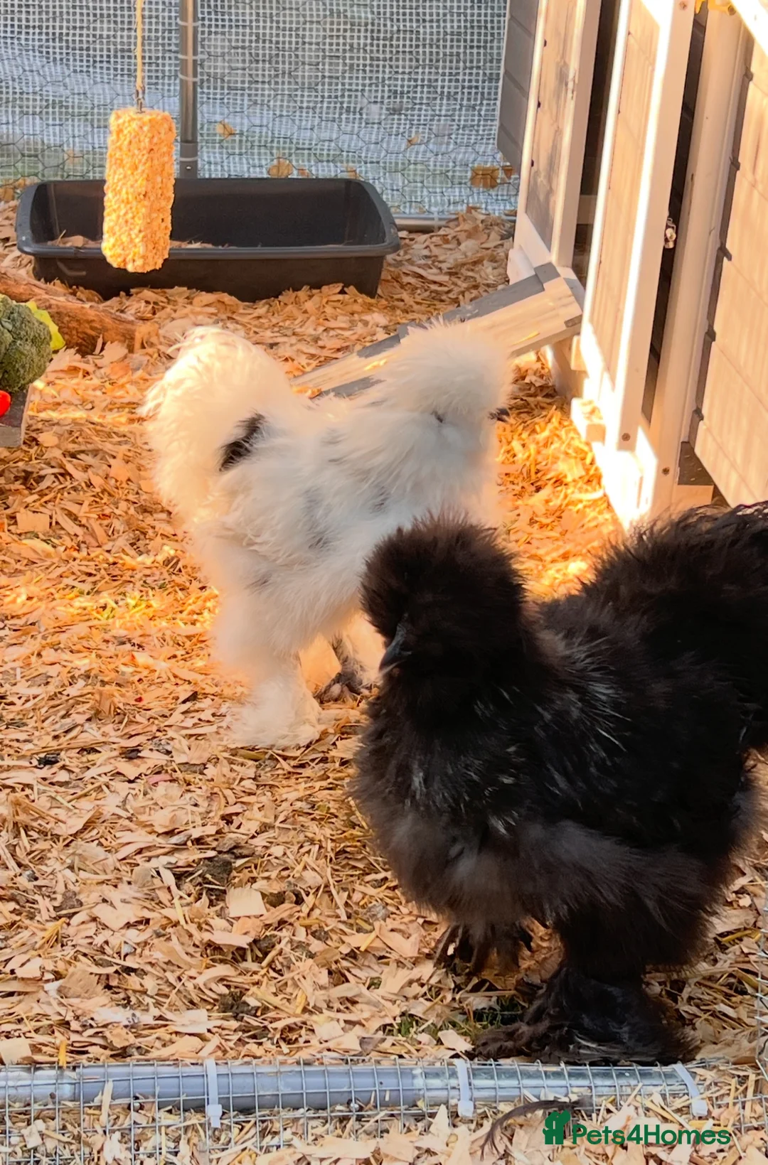 Chickens poultry for sale: Silkie Cockerel - Advert 1