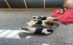 Jack Russell dogs for sale: Jack Russell  - Image 7