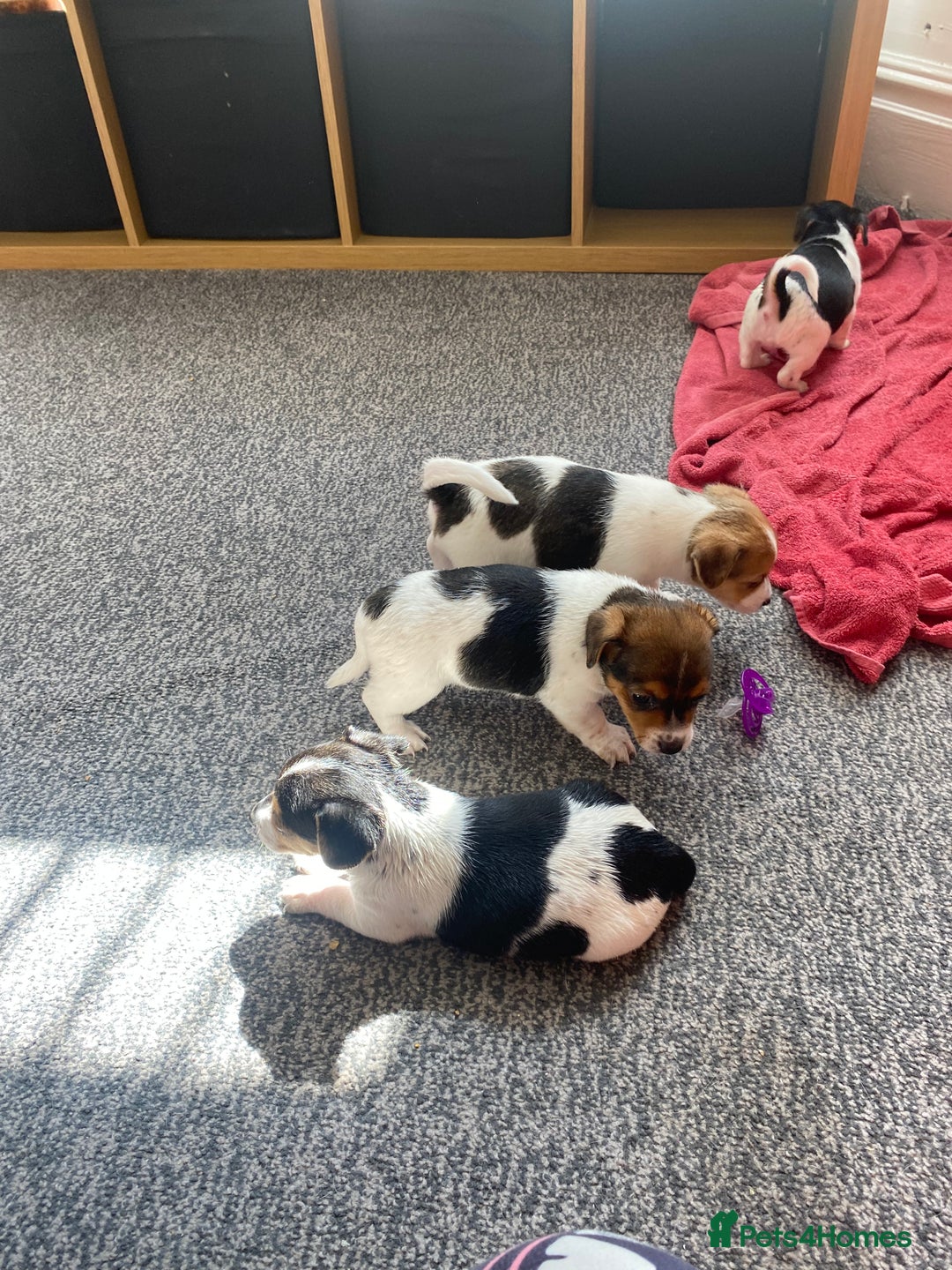 Jack Russell dogs for sale: Jack Russell  - Image 7