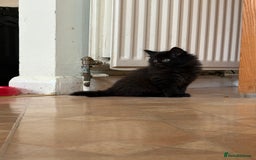 Ragdoll cats for sale: Longhair ragdoll kittens  - Advert 6