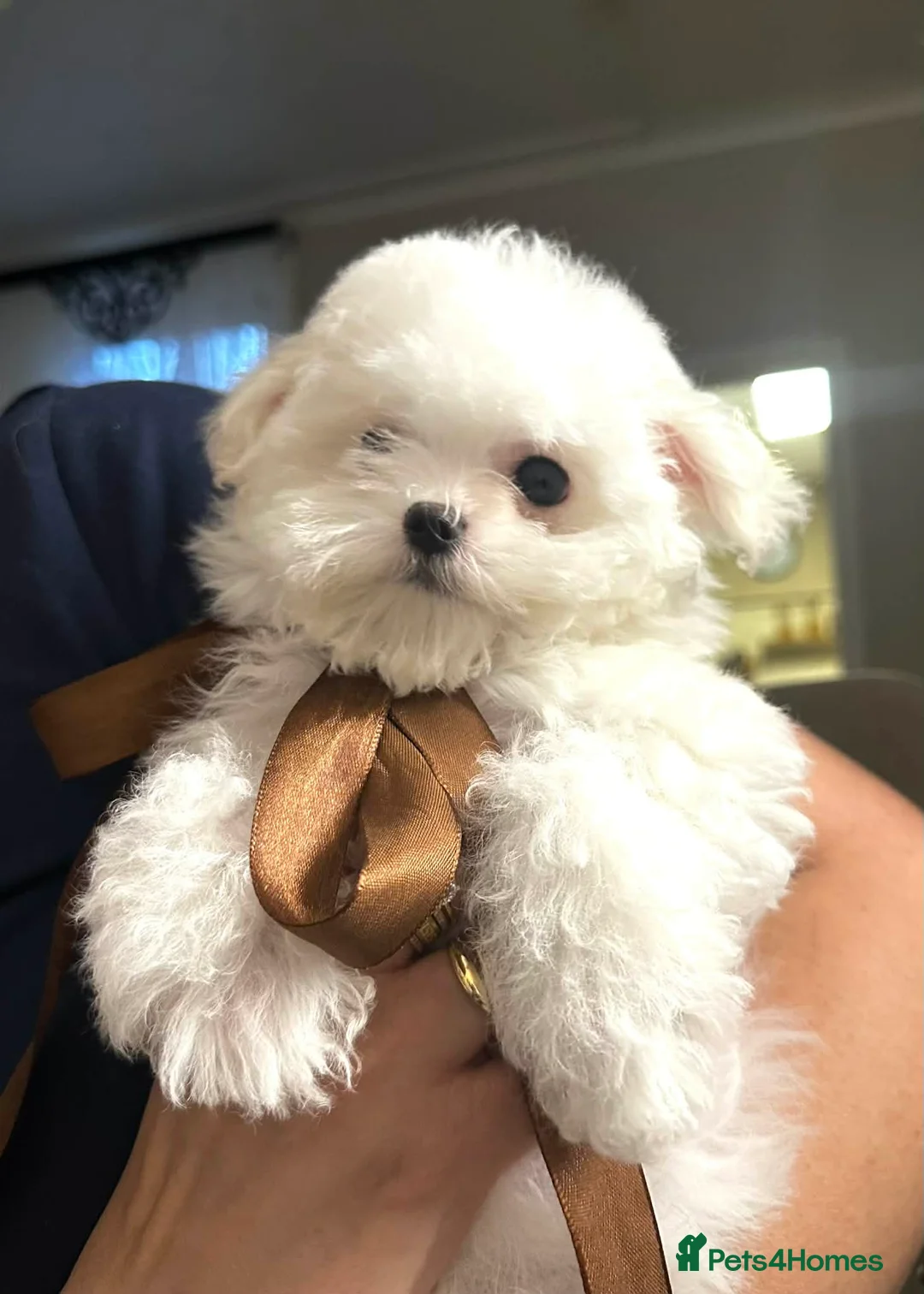 Maltipoo dogs for sale: Exquisite F1 Maltipoo Male - Advert 8