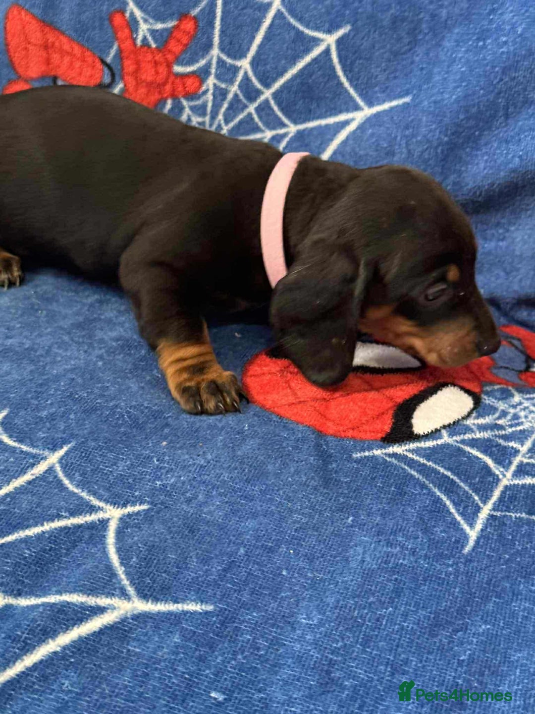 Miniature Dachshund dogs for sale: Miniature dachshund  - Advert 27