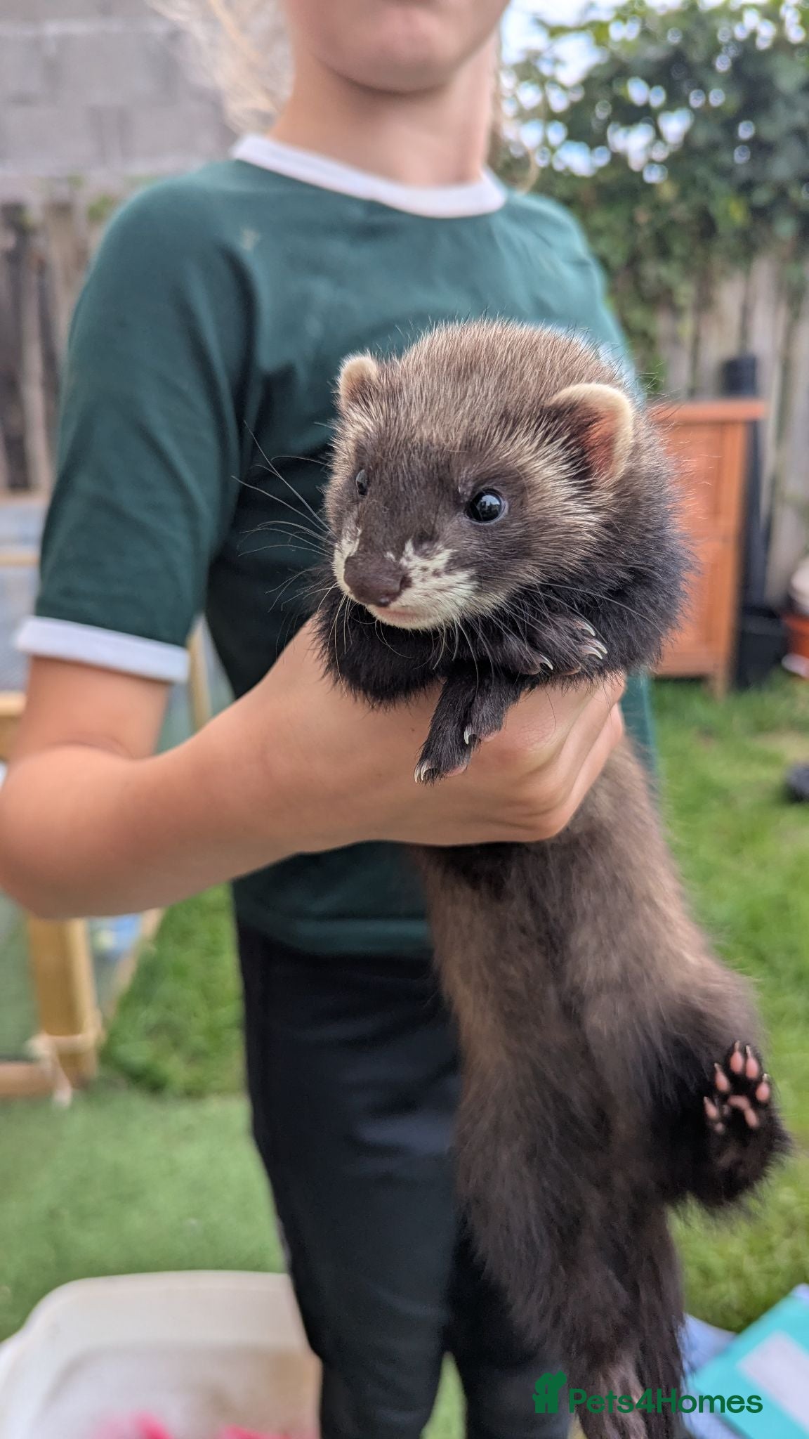 Ferret rodents Ferret kits  - Advert 1