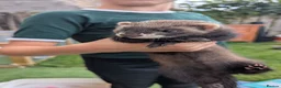 Ferret rodents for sale: Ferret kits  in Bridgend - Advert 1