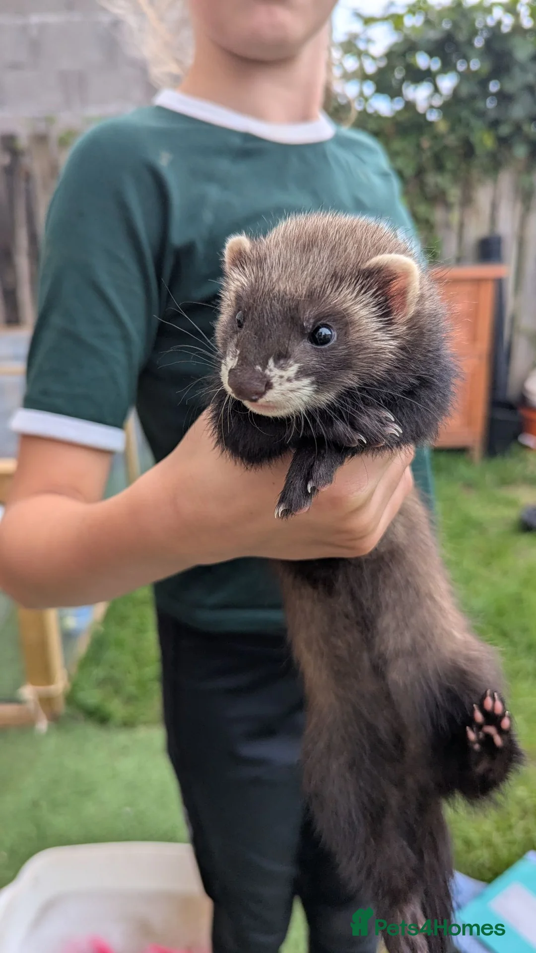 Ferret rodents for sale: Ferret kits  in Bridgend - Advert 1