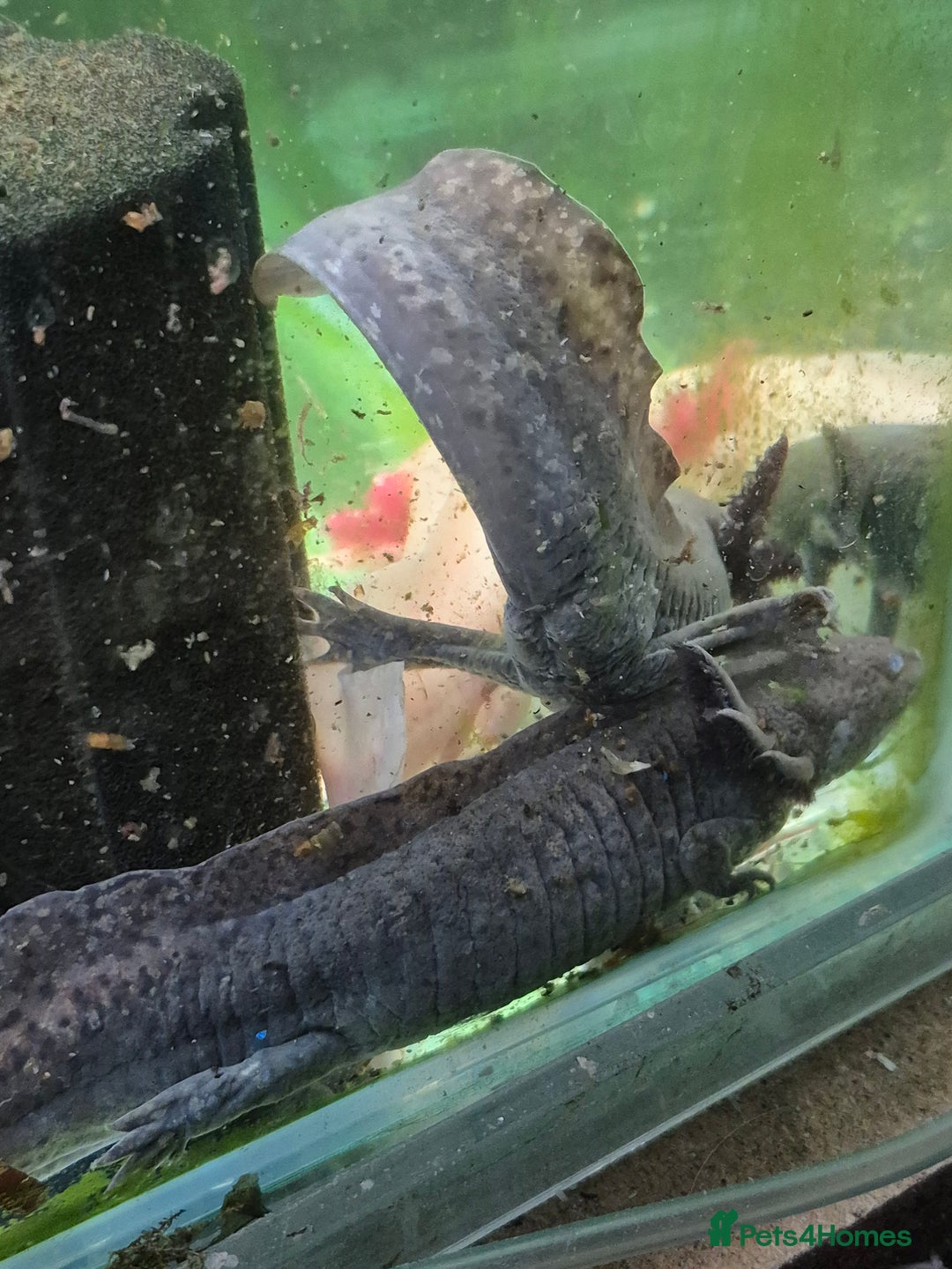 Other/Mixed Breed fish for sale: Axolotls - Advert 10