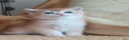British Shorthair cats for sale: Outstanding Golden British Shorthair Typе ReadyNow - Advert 4