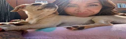 Mixed Breed dogs for sale: Extremely Reluctant Sale, Gorgeous Loving Pup - Advert 10