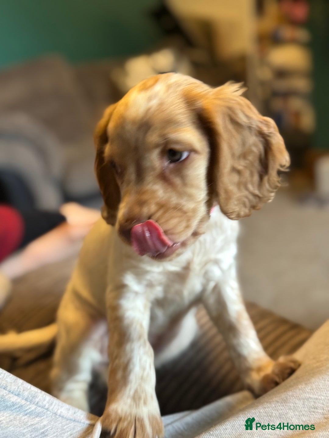 Cocker Spaniel dogs for sale: READY NOW****Cocker spaniel pups  - Image 2