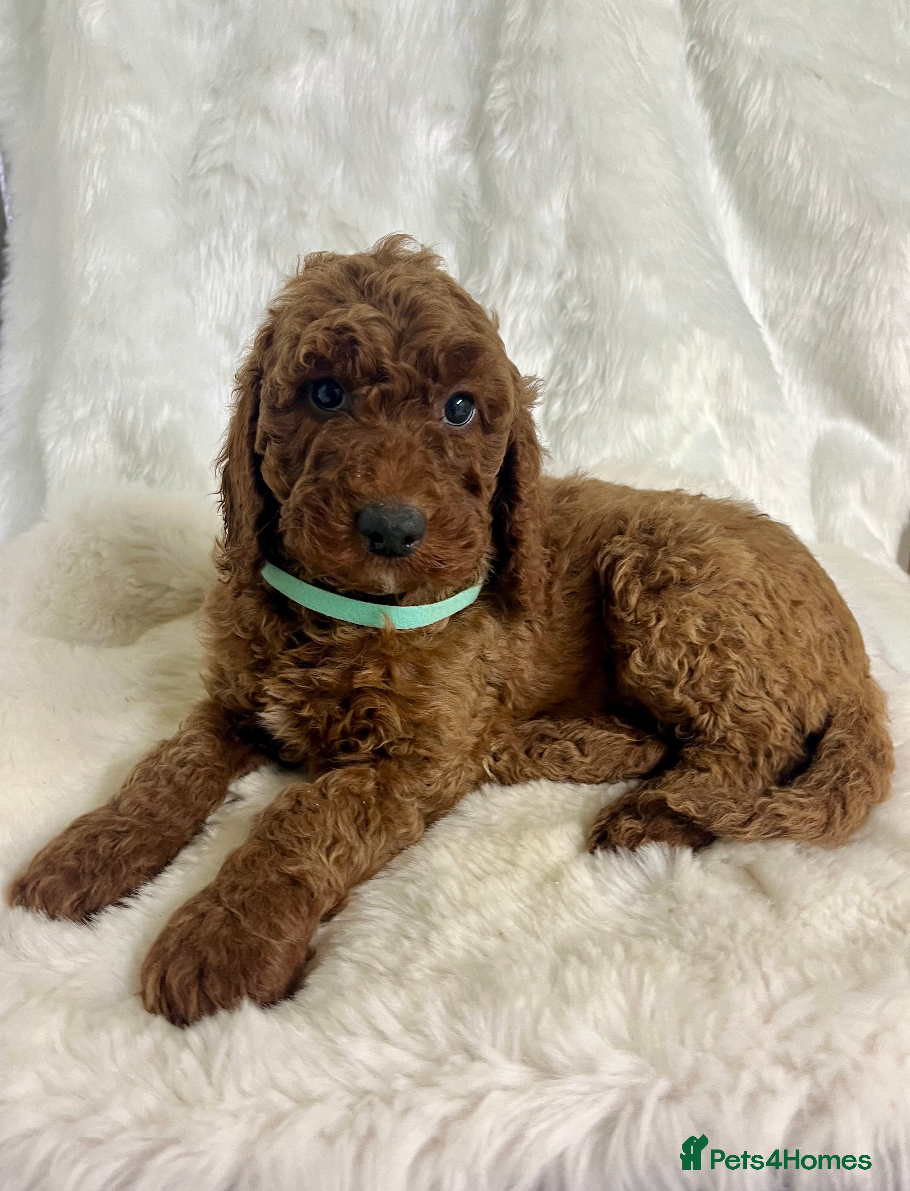 Goldendoodle dogs multigenerational Australian Golden doubledoodles - Advert 9