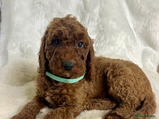 Goldendoodle dogs multigenerational Australian Golden doubledoodles - Advert 6