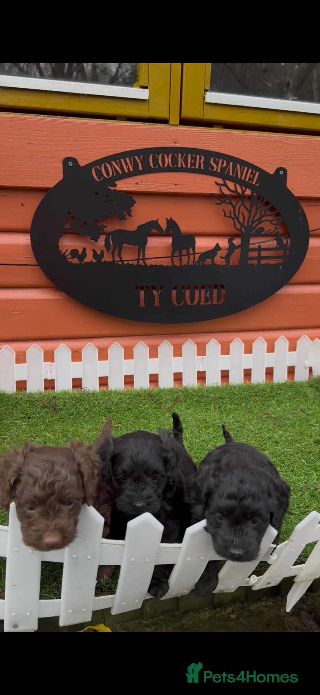 Cockapoo dogs for sale: Stunning Toy Cockapoo pups- health tested - Advert 2