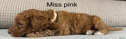 Double Doodle dogs for sale: A REALLY EXCITING MIX OF BREEDS. GORGEOUS!!! - Advert 32