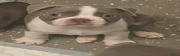 Boston Terrier dogs for sale: 🌸 Blossom's Beautiful Bostons 🌸  - Advert 16