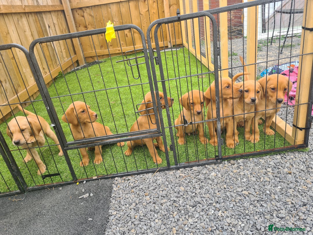 Labrador Retriever dogs for sale: KC Registered labradores ready to leave  - Image 24