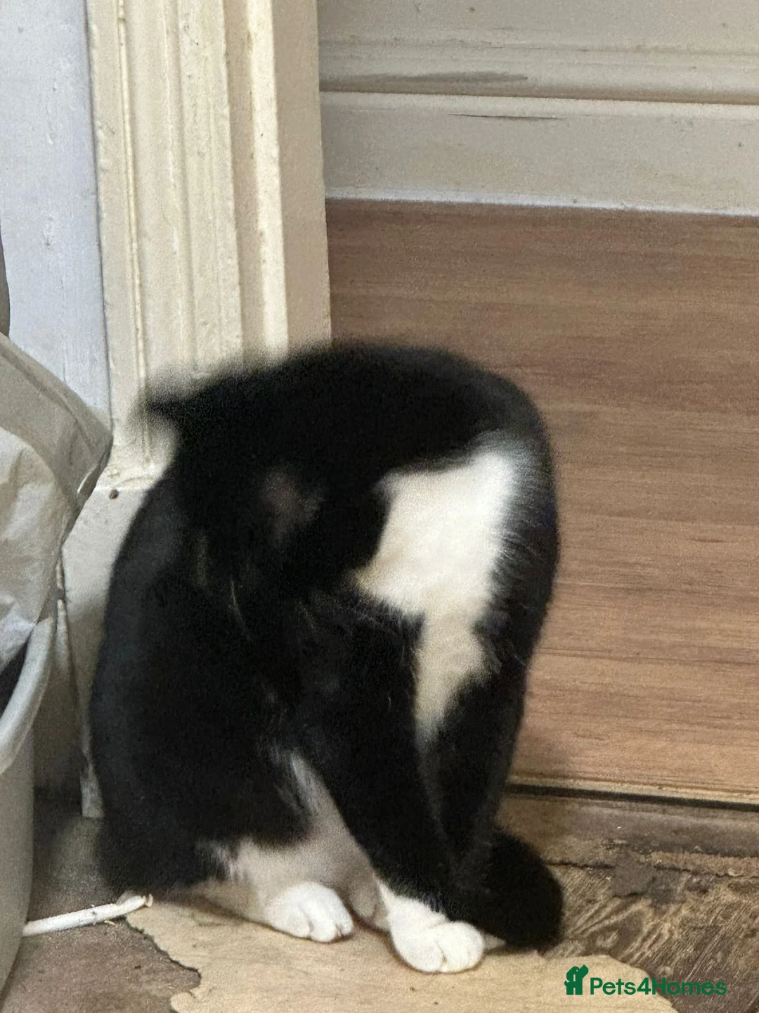 Mixed Breed cats for sale: 2 cata - Advert 2